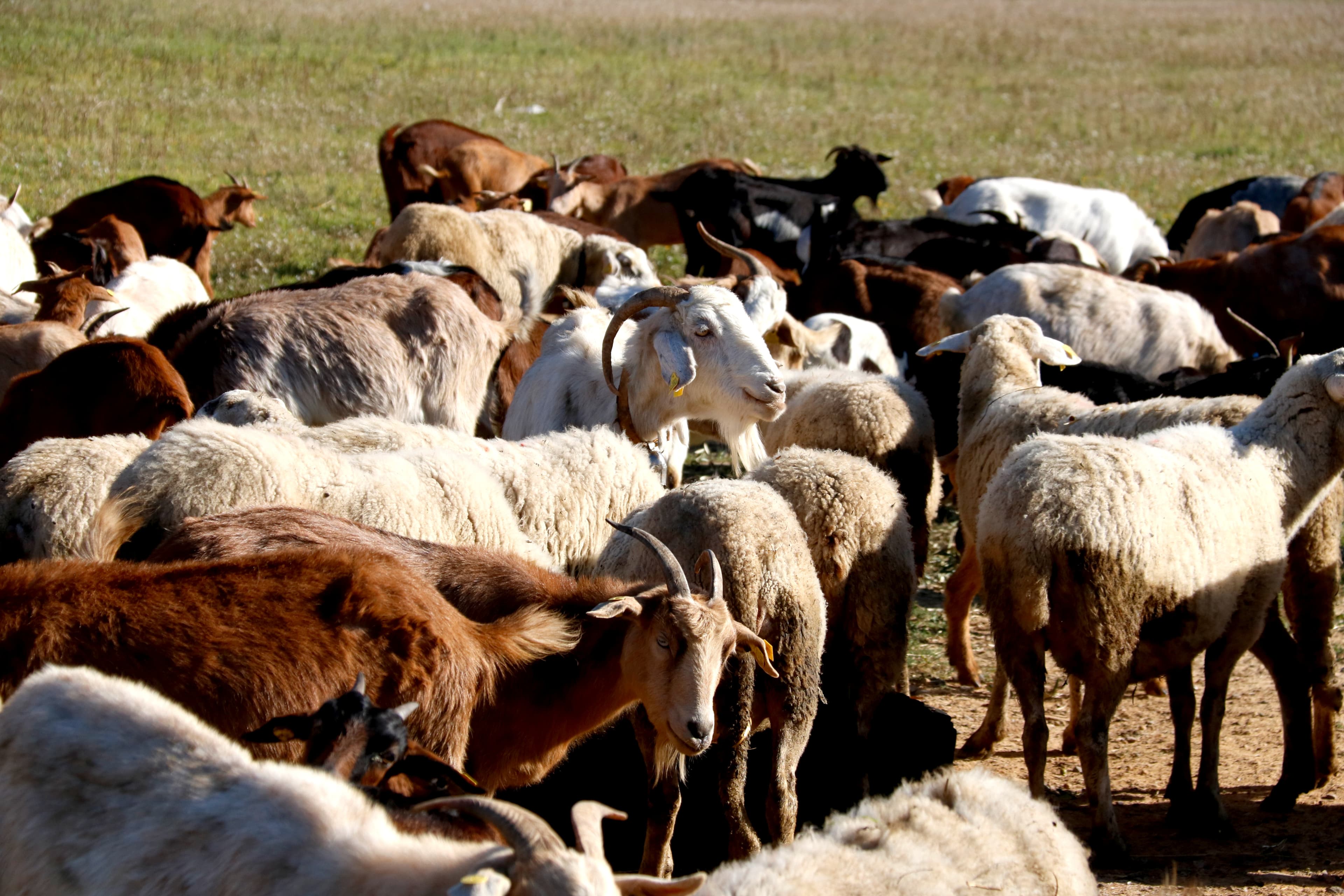 Detingut un home per robar una vintena de cabres d'una granja de Bellpuig