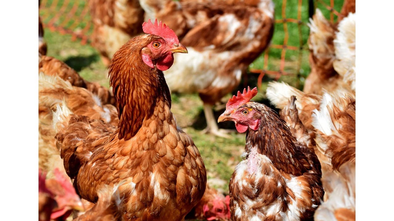 El Ministeri d’Agricultura aixeca el confinament d’aus a Catalunya