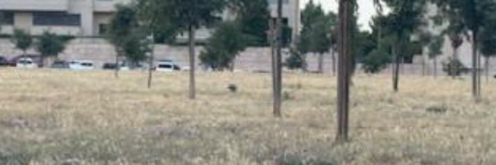 ERC a la Paeria de Lleida reclama un sistema de reg estable per “garantir la supervivència de l’arbrat del Parc de les Arts”