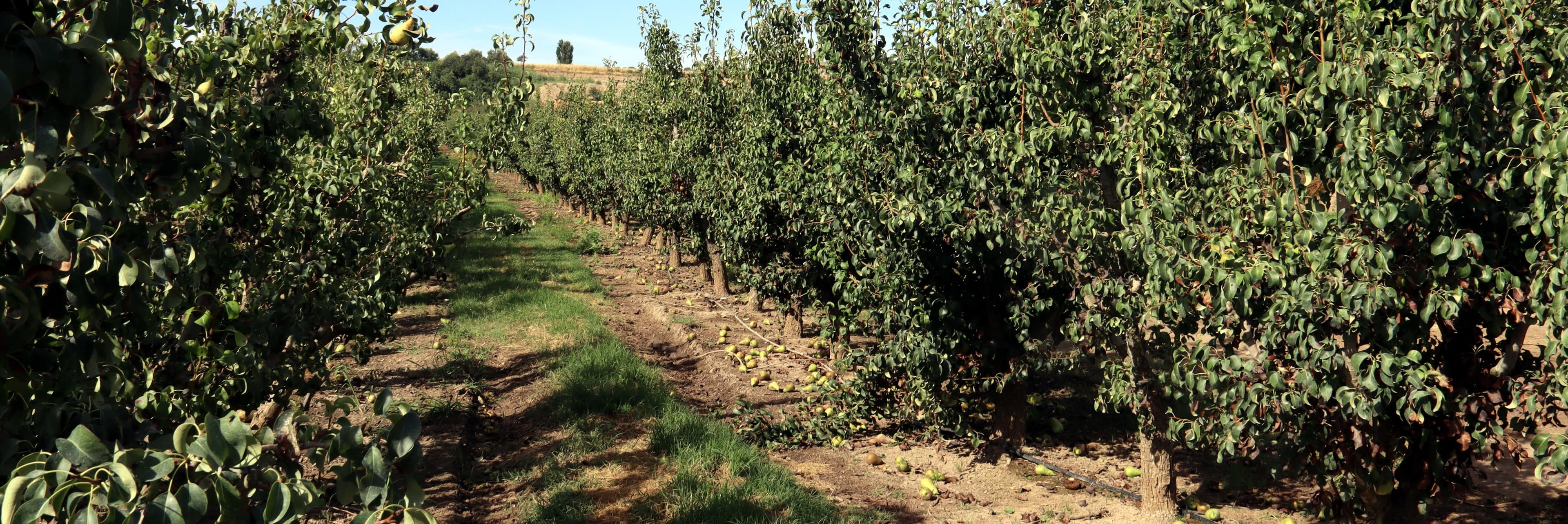 Les primeres comprovacions apunten que la pedregada a Ponent ha tingut una afectació desigual en els fruiters