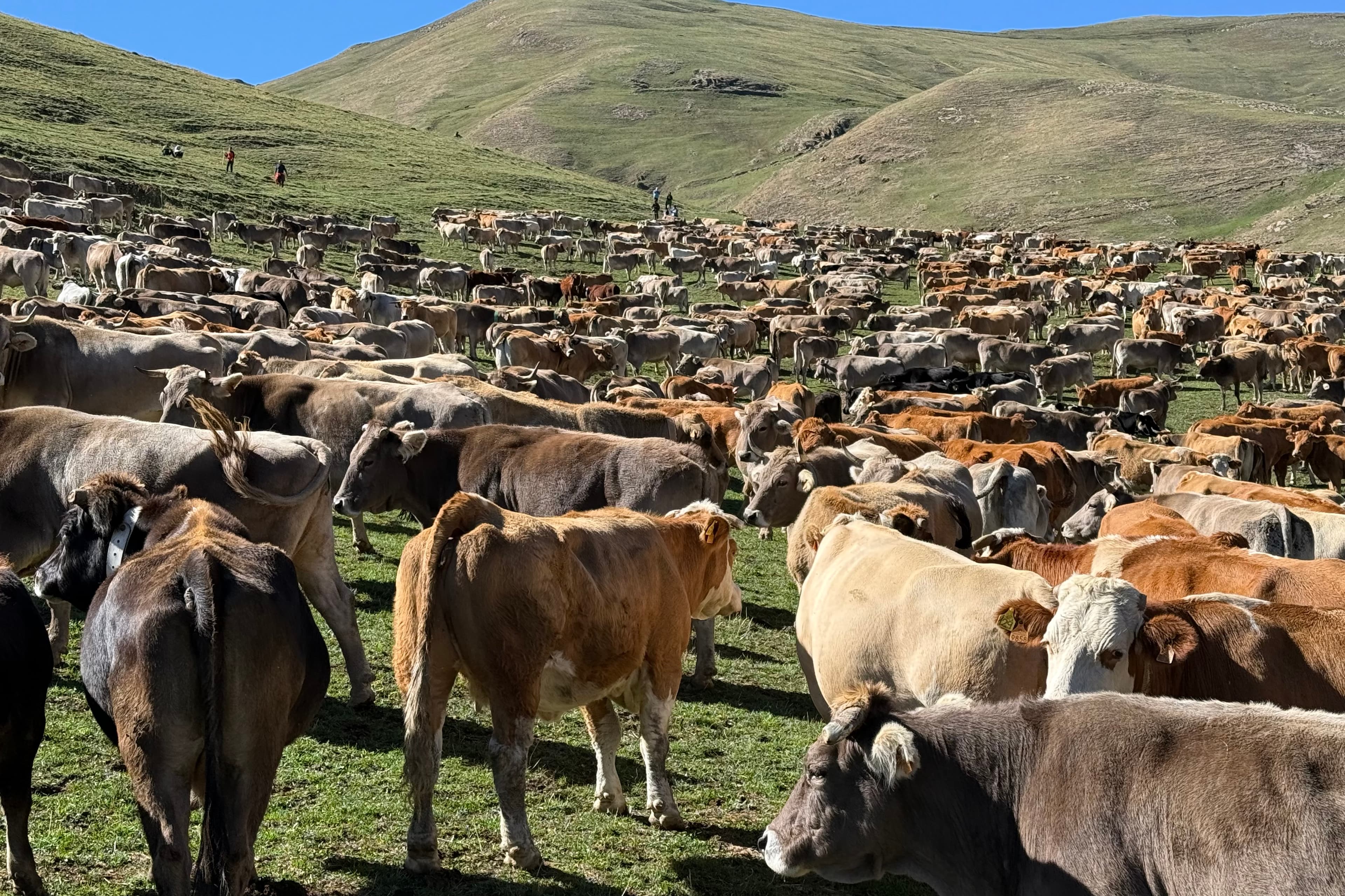 El sector agrícola reivindica la ramaderia extensiva en el final de la campanya de pastures