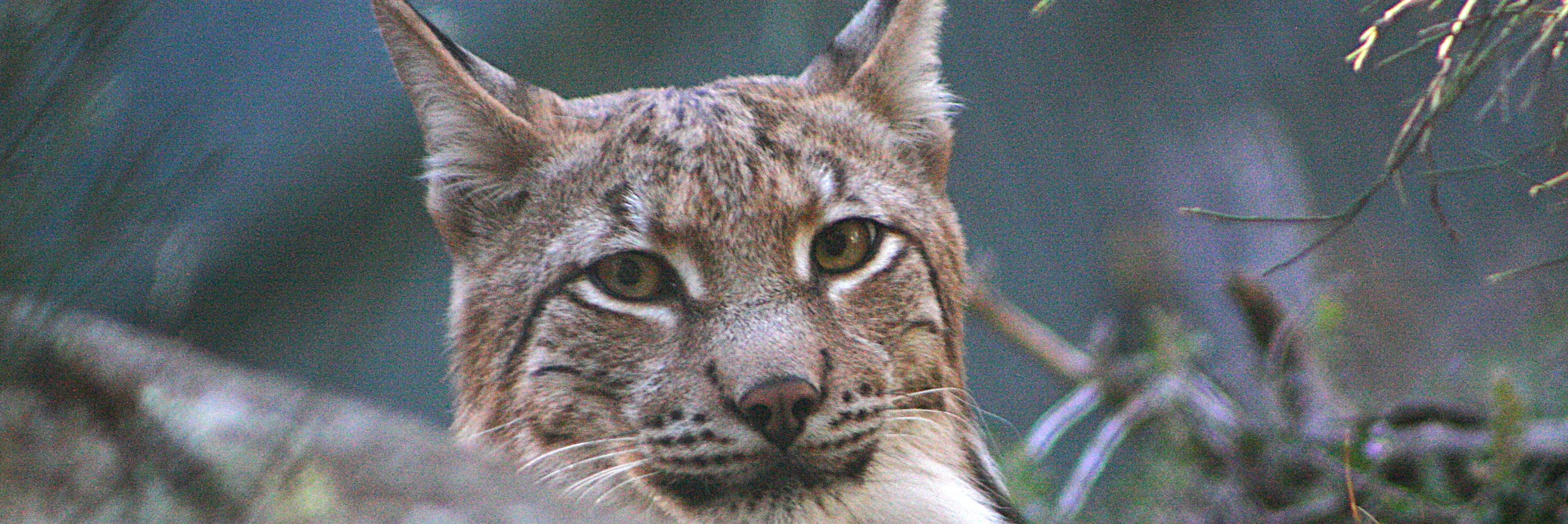 Les entitats ecologistes reclamen recuperar el pla per reintroduir el linx boreal al Parc Natural de l’Alt Pirineu