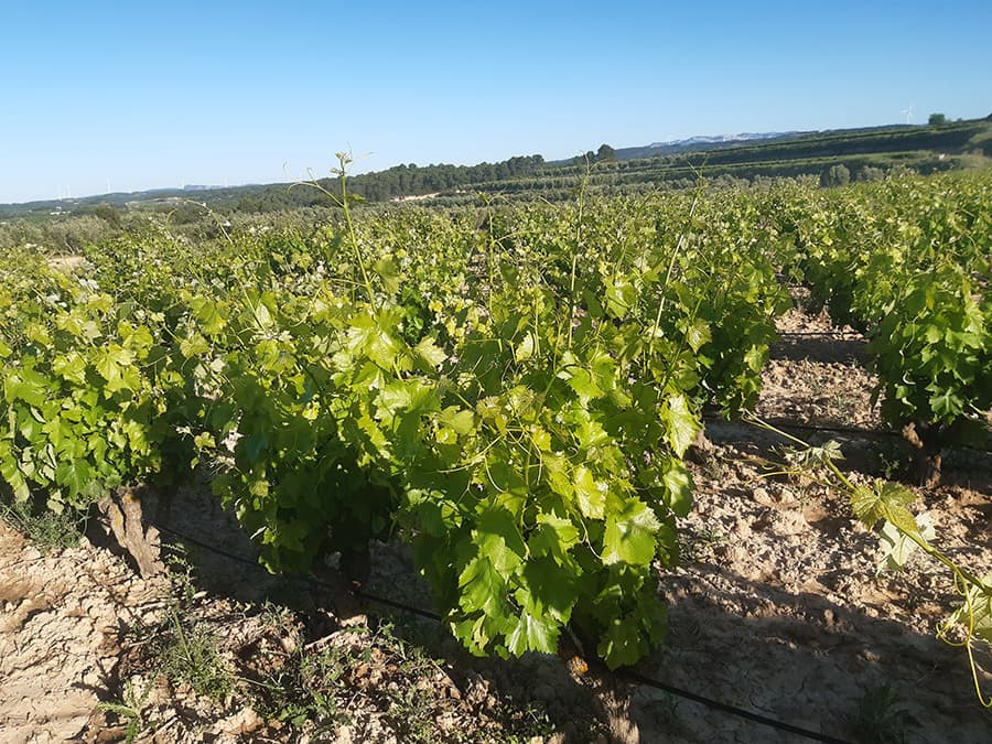 Unió de Pagesos reclama autoritzacions excepcionals per aplicar fitosanitaris amb drons als conreus herbacis afectats pels aiguats