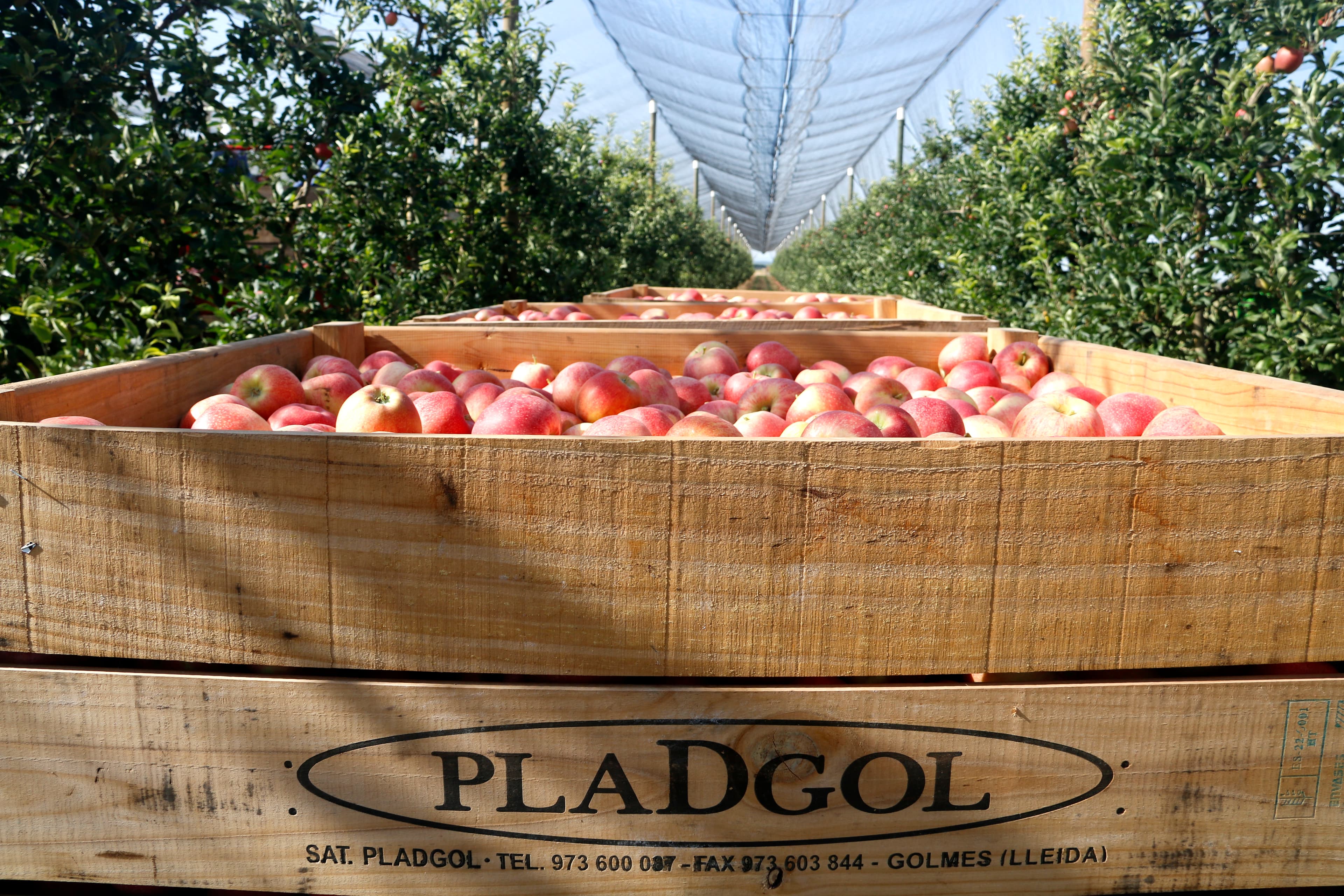 Les exportacions lleidatanes cauen un 5,3% el juliol fins als 354,2 milions d'euros