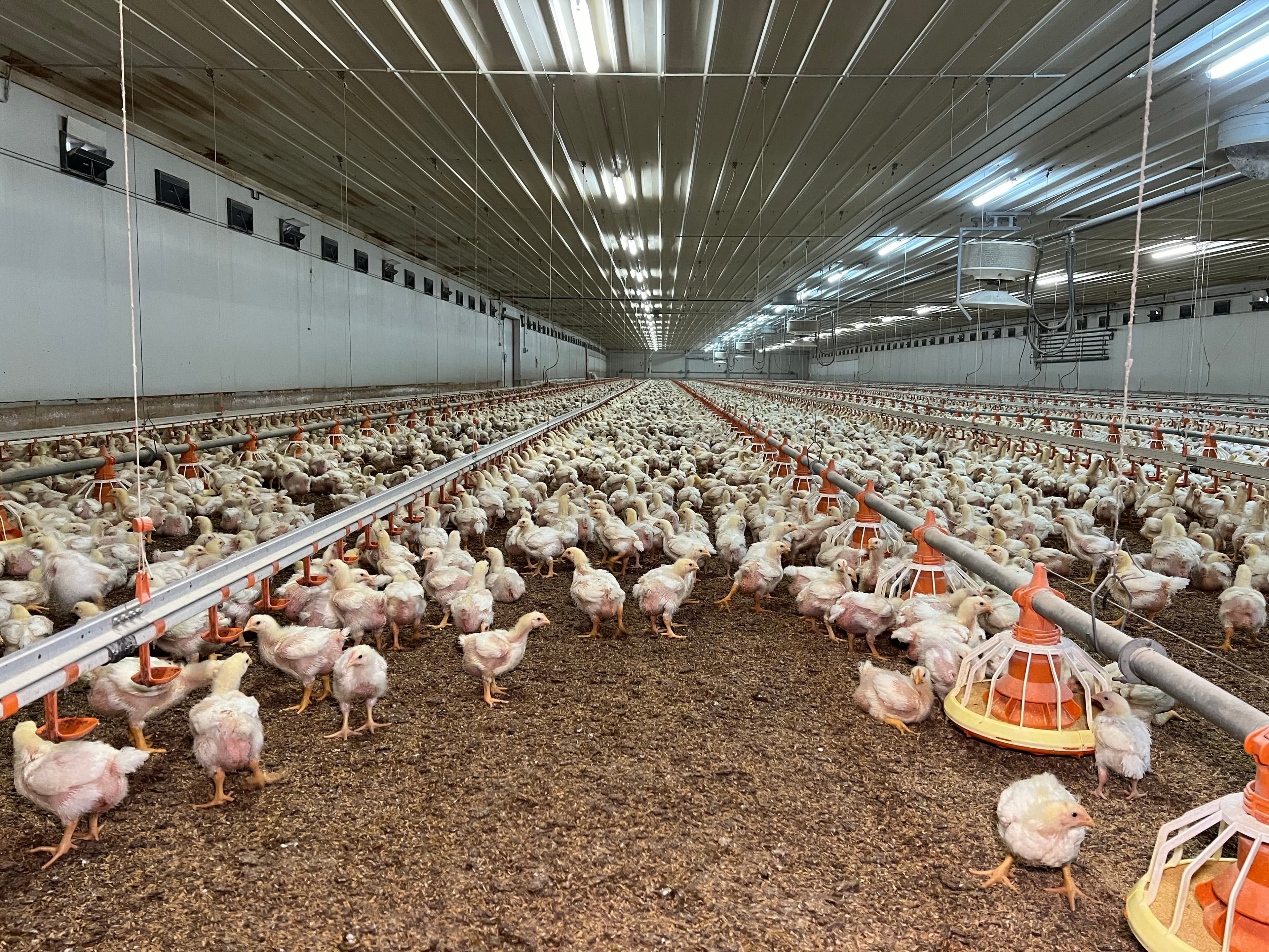 Agricultura aixeca el confinament de les de les explotacions d’aus per la baixada del risc d’influència aviària