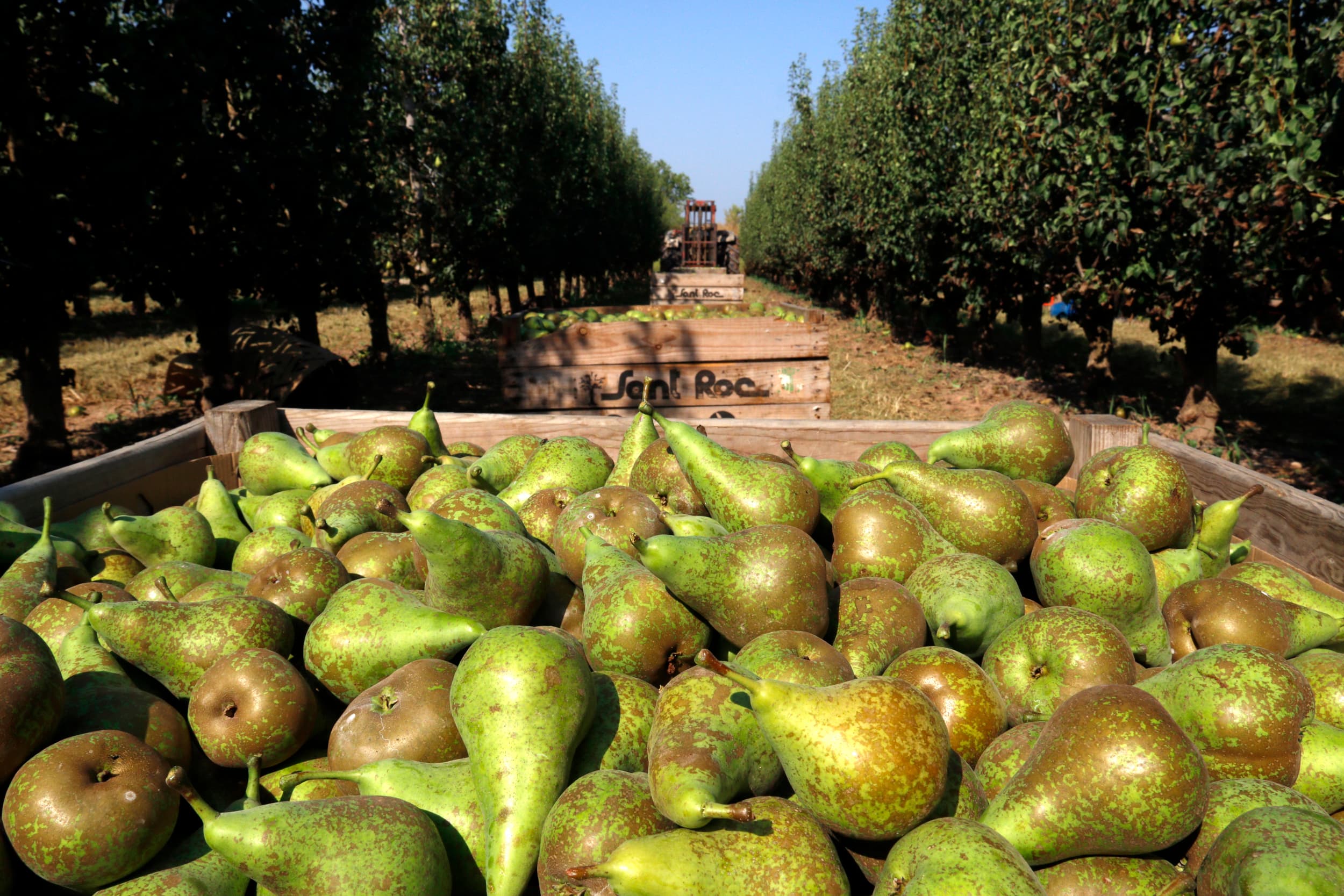 Unió de Pagesos demana una reconversió varietal en pera